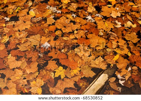 A wide assortment of various Maple and Sycamore leaves floating in a pool of water. These leaves had recently fallen from the surrounding trees.