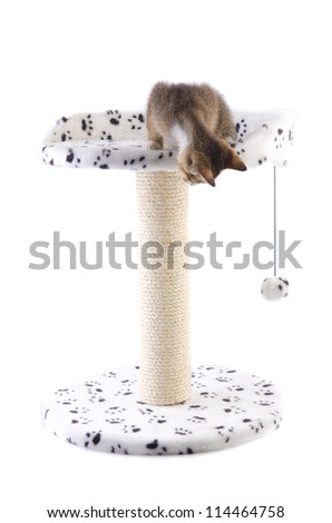 cat playing with toy house