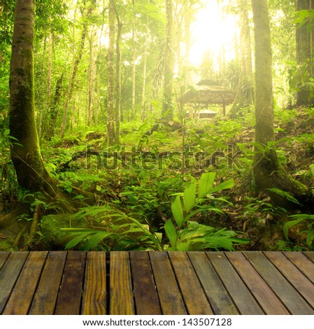 rainforest with ray of lights and plank woods, suitable for product placement advertisement