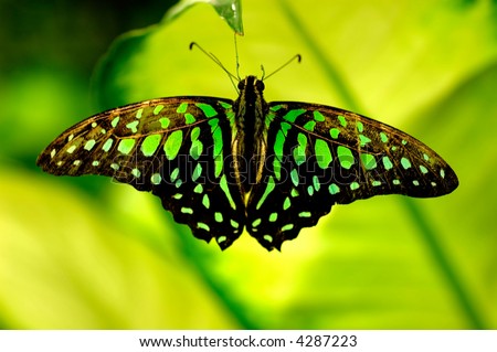 Green Butterfly With Green Background Stock Photo 42872
