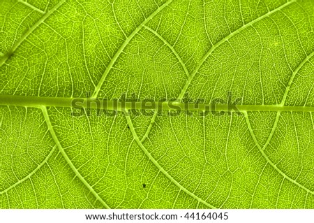 extreme close up of green leaf veins