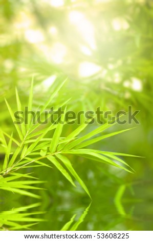 bamboo forest with ray of lights and water reflections