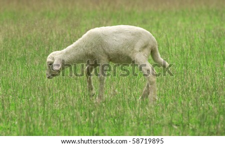 cute little lambs on fresh green meadow