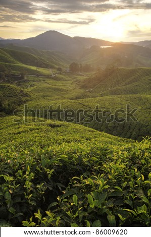misty morning in tea farm at Cameron Highland Malaysia