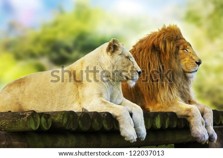 Lion And Lioness Resting