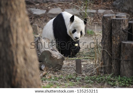 A panda eating leaves in Panda Zoo at Beijing, China