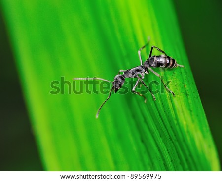 Ant. Ant climbing down a leaf.