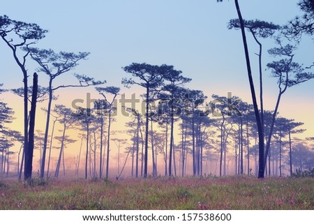 Misty forest with flowers on the ground