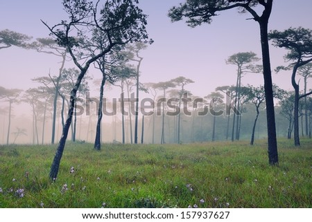 Misty forest with flowers on the ground