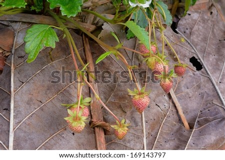 Strawberry flowers and unripe strawberry in a garden