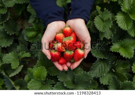 Hand picking strawberry fruits out of trees directly at organic farm. Travel and picking fruit directly at Japan and fresh fruit product concept.