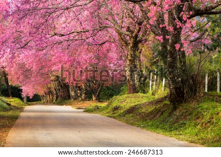 Full pink cherry blossom on spring in the morning at north of Thailand, Place name Khun Wang located at Chiang Mai province.