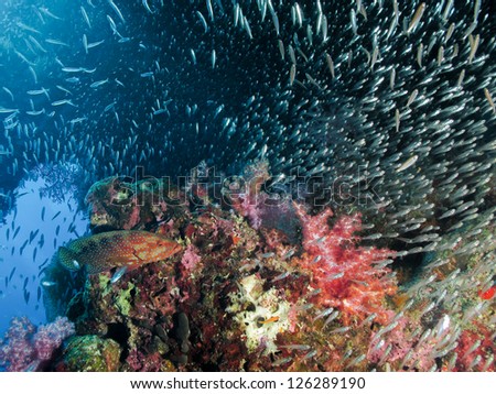Coral fish with soft coral and school of glass fish in the background