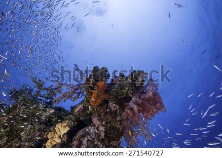 An orange frog fish on the soft coral with school of glass fish