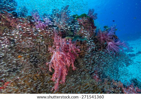 Soft coral with school of glass fish