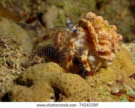 stock photo : Red Sea Anemone