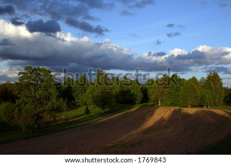 Green coniferous wood and hunting grounds at dusk, Latvia