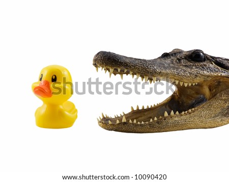 stock-photo-alligator-about-to-eat-duck-10090420.jpg