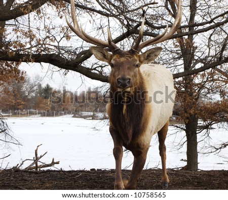 Rushing elk