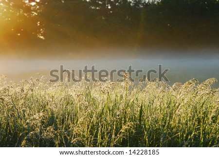 Sun shining down on dew covered grass