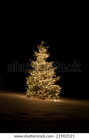 Pine tree outside lit up with Christmas lights