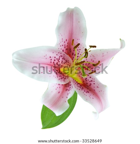 tiger lily tattoo. White Tiger Lily.