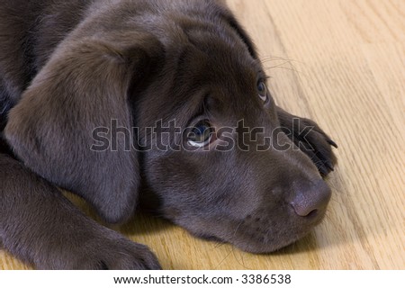 sad puppy laying on floor