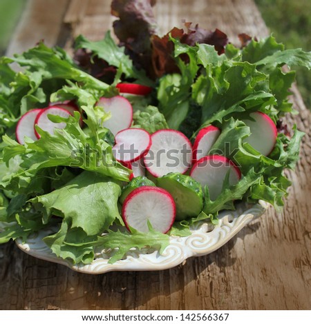 fresh salad with radishes, lettuce, endive