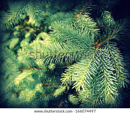 Vintage photo of branch fir-tree ( Colorado Spruce)