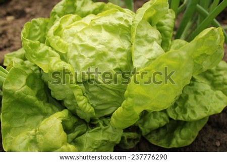 Lettuce (all the year round) growing in soil