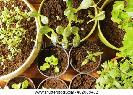 Young fresh seedlings