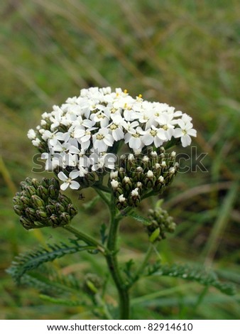 White Yarrow (Achillea Millefolium ) plant