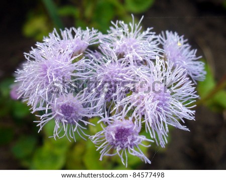 blazing star flowers with water drops