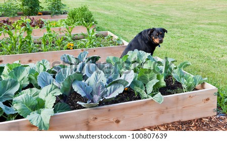 A female Rottweiler sitting amongst a row of raised vegetable gardens with a questioning look.