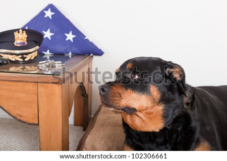 A female rottweiler family member mourns the passing of her human daddy. Concept of how pets are effected by death too.