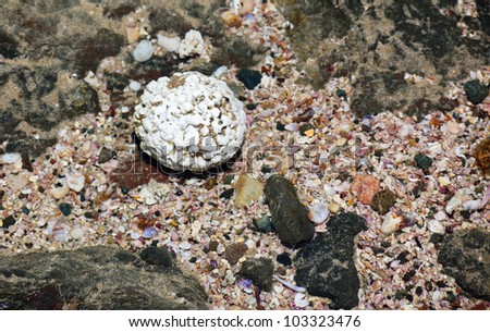 A ball of coral that has been rounded down in the surf rests underwater in a shallow tidal pool with broken shells in Costa Rica.