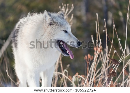 Profile of a young Arctic wolf, panting and looking into the distance, surrounded by tall grasses.