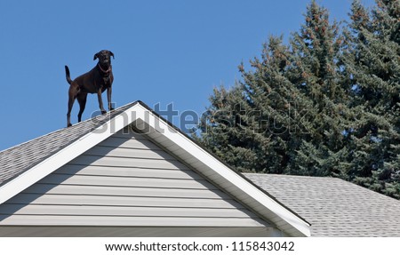 A black lab dog standing on top of his owners house barking to let everyone know he is on guard duty.