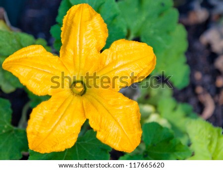 A bright yellow squash plant bloom forms a natural five point star pattern with focus on the pistol.