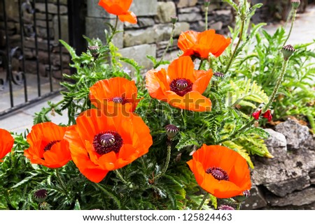Giant orange poppy flowers growing in a small rock garden outside a stone cottage in England.