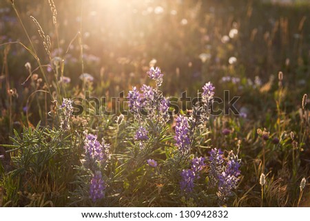 Soft back lighting from the sun creates a spotlight effect on wild purple lupine flowers growing in a meadow in Glacier National Park, Montana.