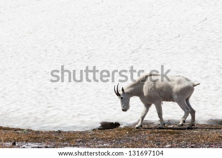 A slow moving wild mountain goat walks along the edge of a melting snow bank on wet ground in Glacier National Park, Montana.