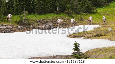 The boys club of five wild big horn sheep all facing away in a line eating summer grass next to melting snow in Glacier National Park, Montana.