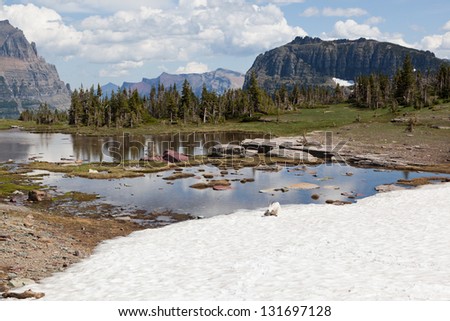 A wild mountain goat laying in the sunshine on a sheet of snow which is gradually melting into a puddle with large mountains in the background. Glacier National Park, Montana.