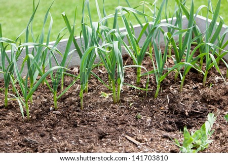 Rows of garlic greens growing out of mulch like soil in a raised garden bed.