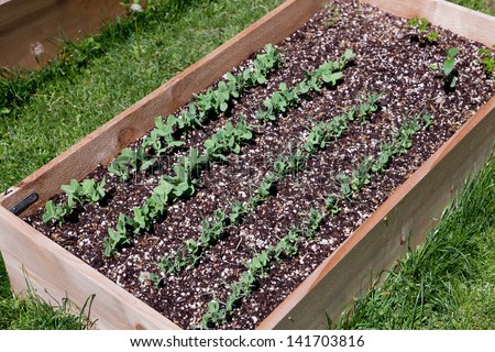 A wooden raised garden bed with rows of pea plants growing in the soil.