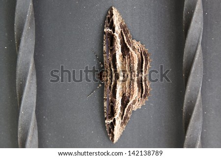 A large tropical moth from Costa Rica resting on a metal wall with its wings extended.