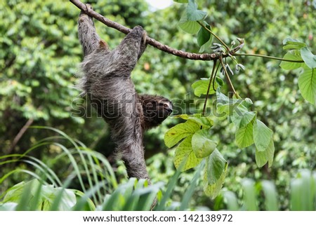 A three toed sloth hanging by three legs on a branch of a tropical plant with one arm hanging down.