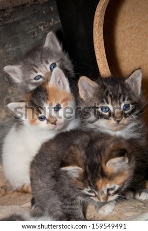 Small fluffy stray kittens sitting under a shelter looking curiously to see what is outside.