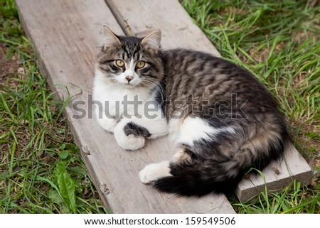 A young fluffy white and stripped cat laying outside on some old boards.